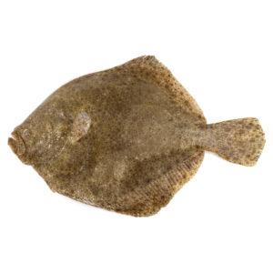 Turbot