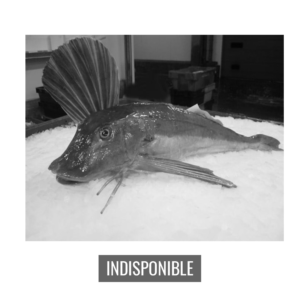 Grondin perlon tombe non disponible