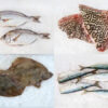 Box de poissons frais en direct du bateau