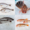 Box de poissons frais de saison en direct du bateau