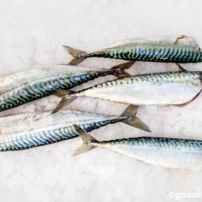 Maquereau Vidé "Prêt à cuire"