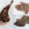 Box de poissons de saison: lotte, plie, raiton