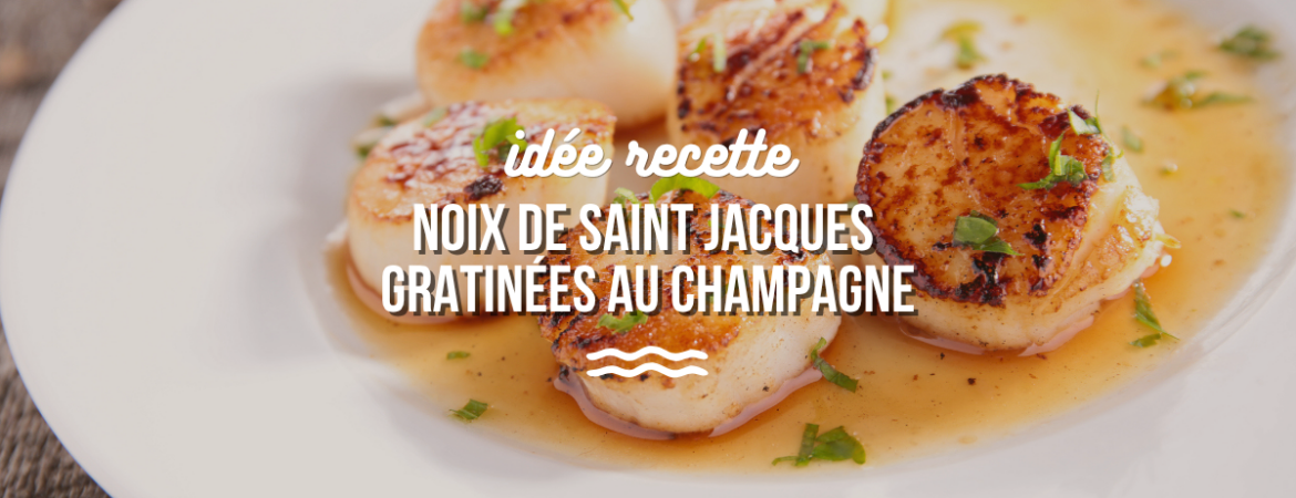 Noix de Saint-Jacques gratinées au champagne : la recette festive incontournable
